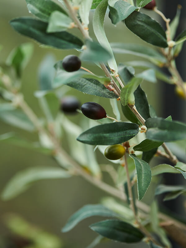 Zijden olijfboom Tim sfeerimpressie detail