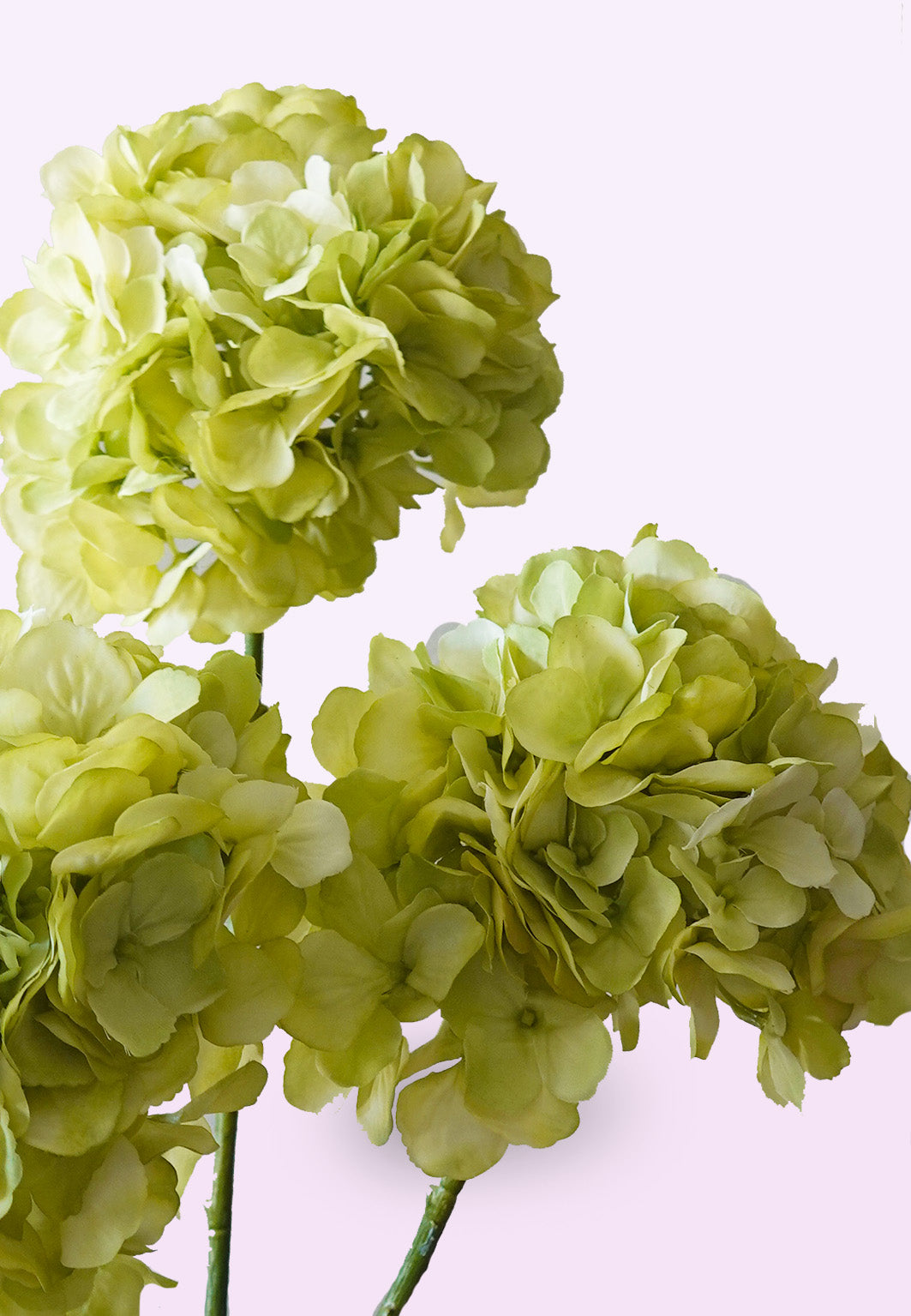 Zijden hortensia groen sfeerimpressie met achtergrond